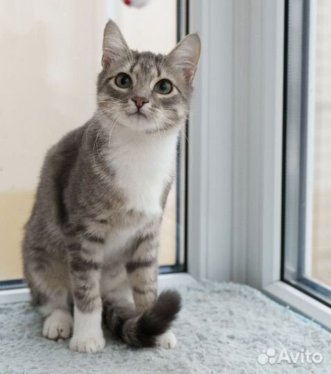 Сонечка, стерилизована. 5 мес