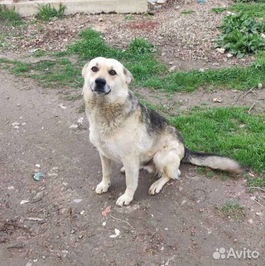 Преданный пёс