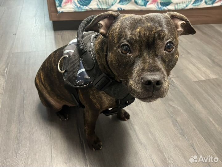 Шлейка для собаки