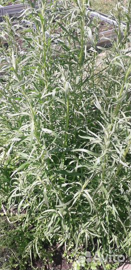 Эстрагон тархун