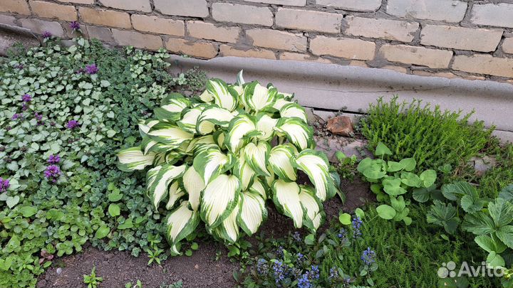 Хоста (декоративно-лиственные многолет. растения)