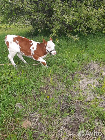 Теленок (телочка)