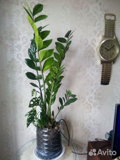 Комнатные цветы замиокулькас