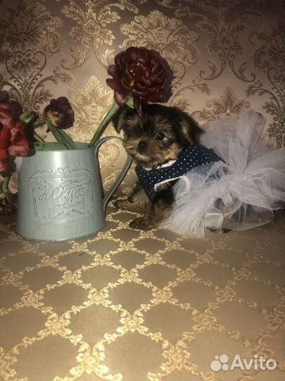 Йоркширский терьер