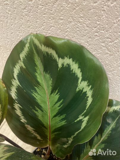 Калатея медальон