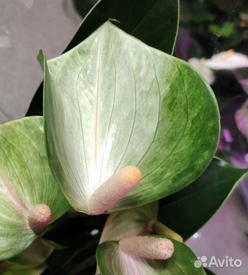 Антуриум разные сорта