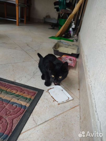 Котенок кошечка черная