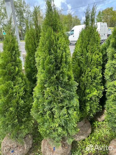 Туя смарагд 1.5 м