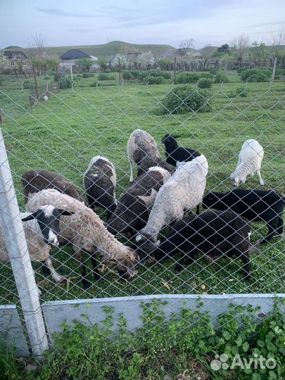 Бараны дорперы