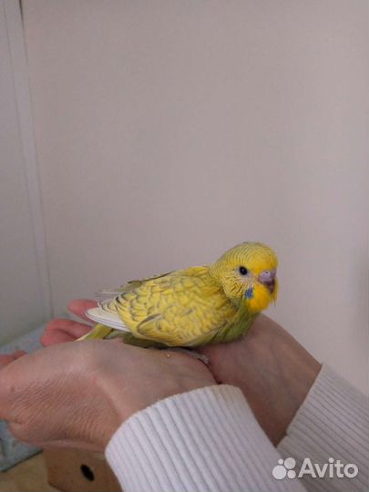 Ручные волнистые попугаи. Получехи. Птенцы