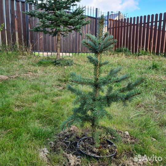 Ель финская сизая, 60см