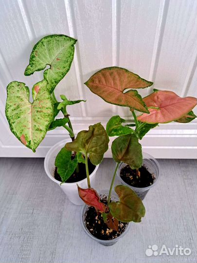 Сингониумы.Шефлера.Эпипремнум