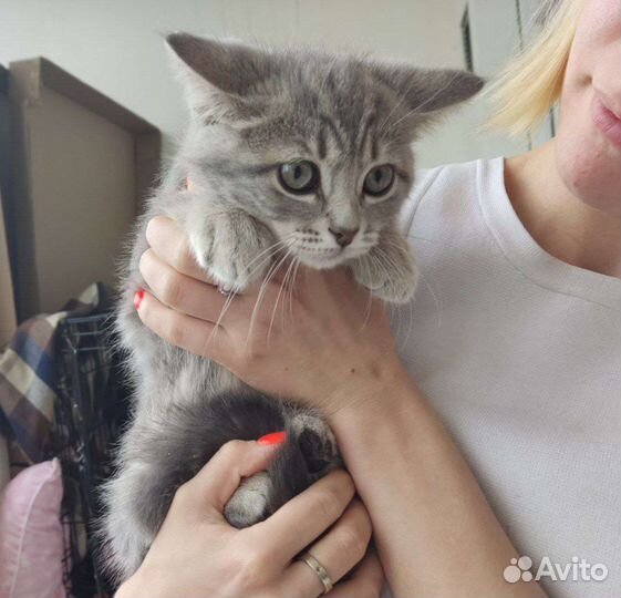 Котенок в добрые руки