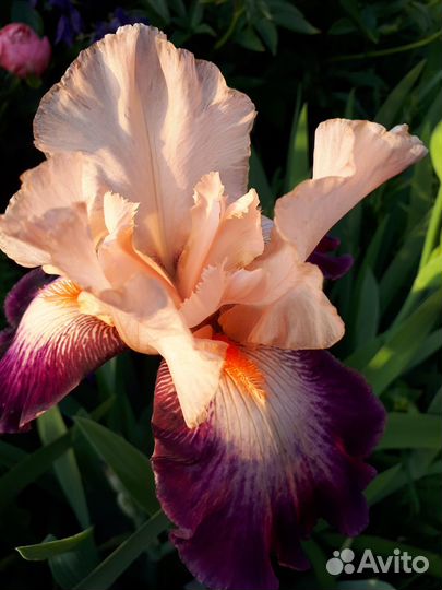 Бородатые ирисы