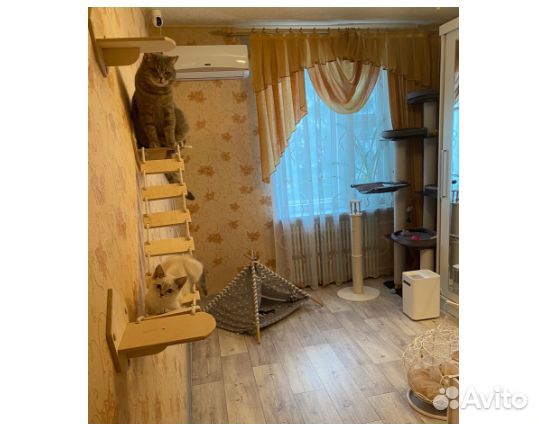 Настенный комплекс для кошки - 