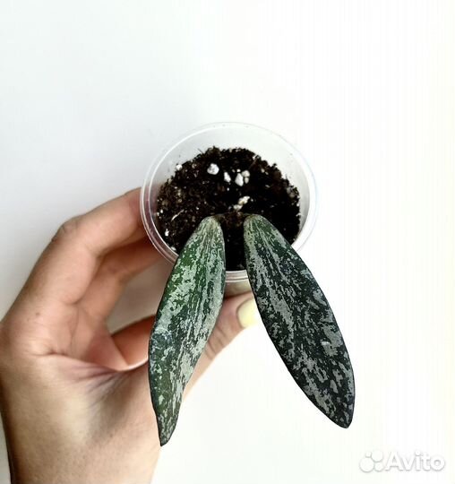 Хойя Тсанги,Карноза,Церопегия Вуда,Санрайз