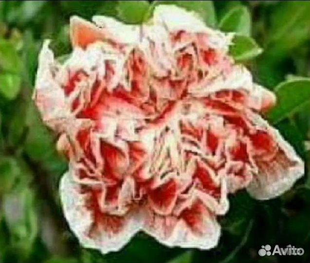 Коллекция комнатных гранатов