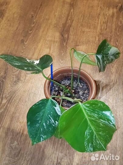 Монстера альба