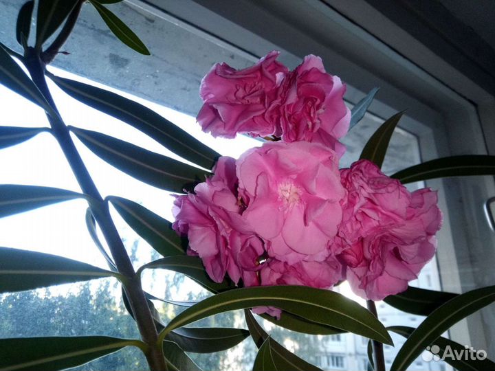 Олеандр розовый