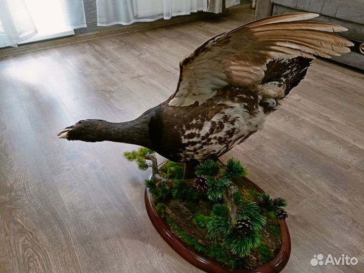 Чучело глухаря