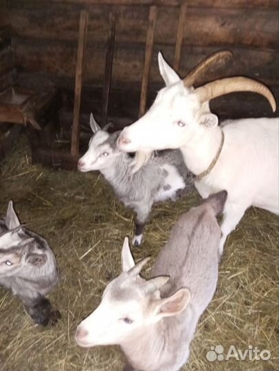Продам козу с козлятами