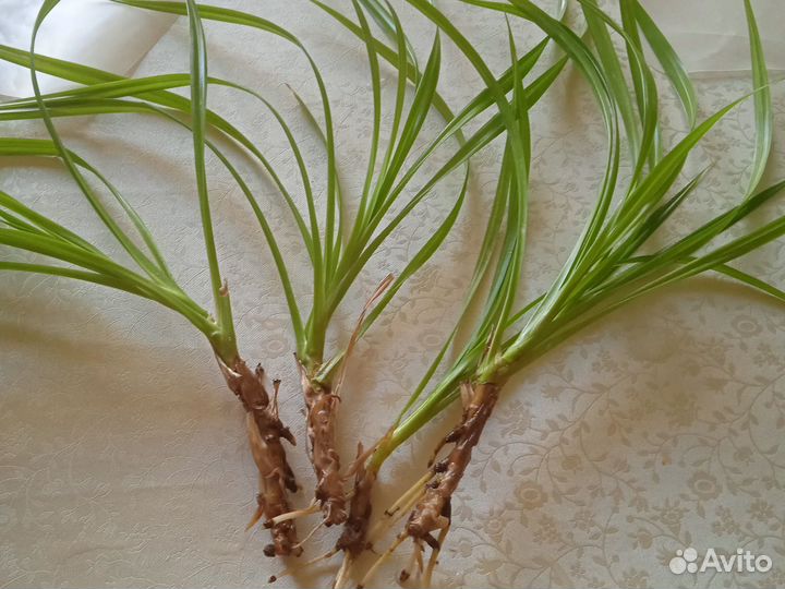 Пальма панданус детки