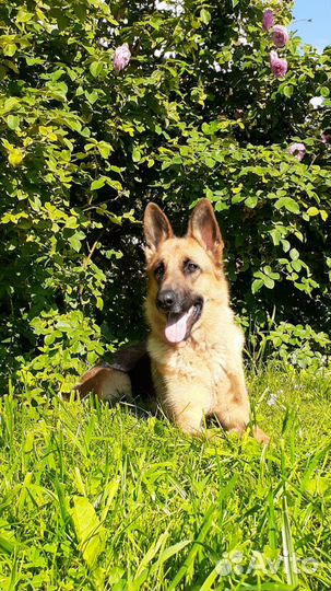 Гостиница для собак