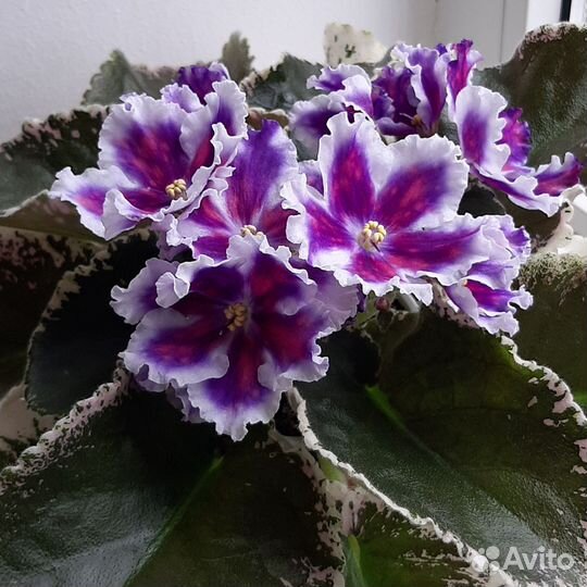 Фиалки в ассортименте