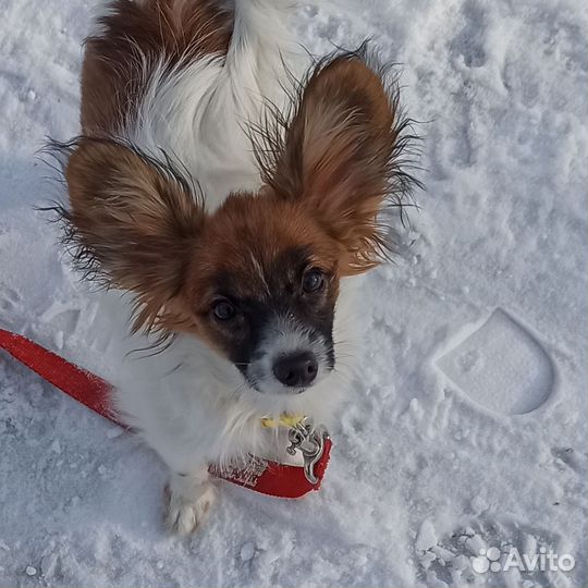 Щенок папийона девочка