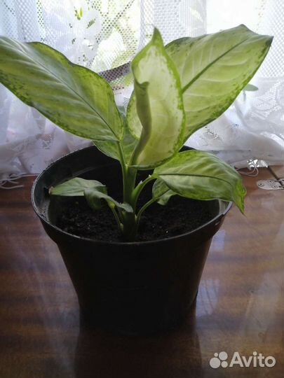 Диффенбахия