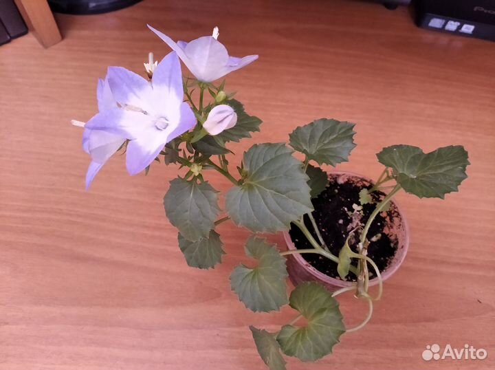 Кампанула (Любовник и Жених)