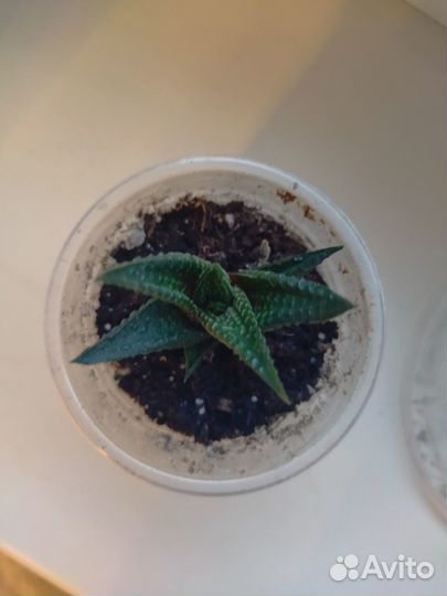 Хавортия микс