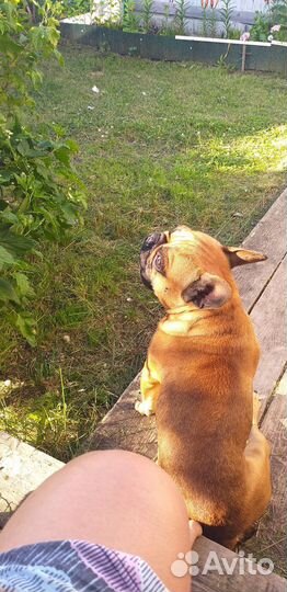 Французский бульдог кабель вязка