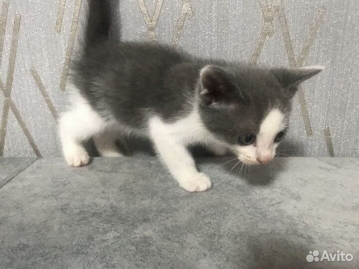 Котятки в добрые руки