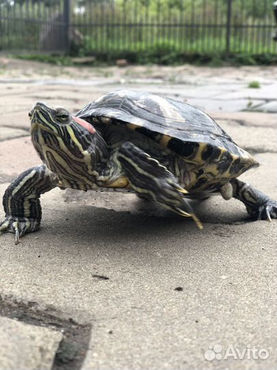 Красноухая черепаха бесплатно
