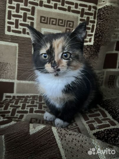 Кошечка в добрые руки