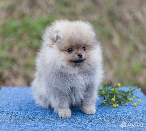 Померанский шпиц девочки