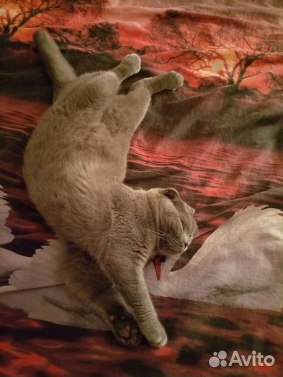 Вислоухий кот