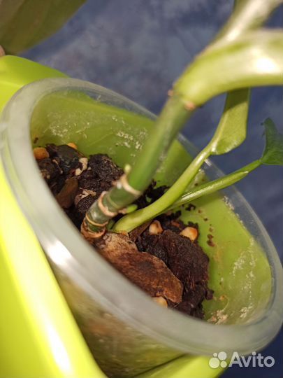 Филодендрон доместикум вариегатный