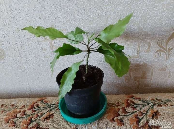 Гибискус - китайская роза