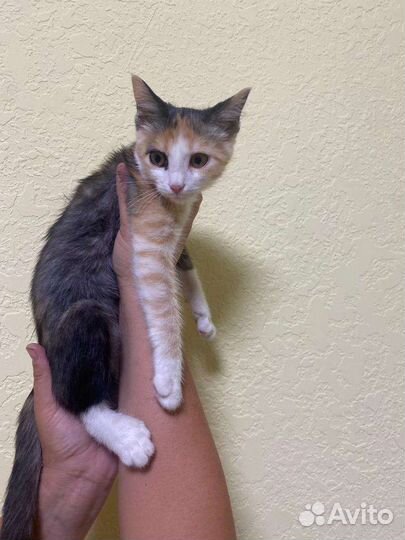 Кошка в дар