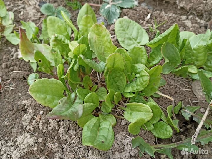 Садовые растения, топинамбур