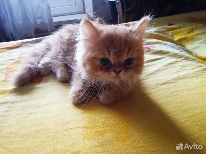 Котята Британцы