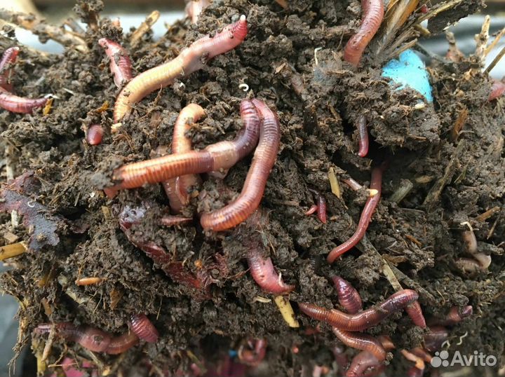 Дождевые калифорнийские черви