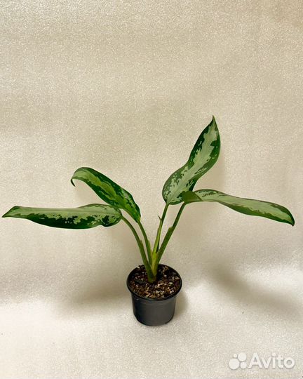 Аглаонема джубили петит