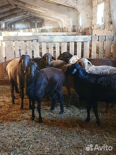 Бараны породыЭдилбай