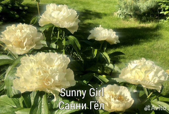 Пионы: жёлтые и другие