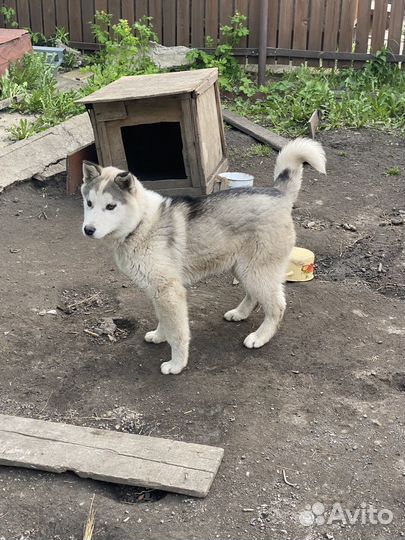 Хаски в добрые руки