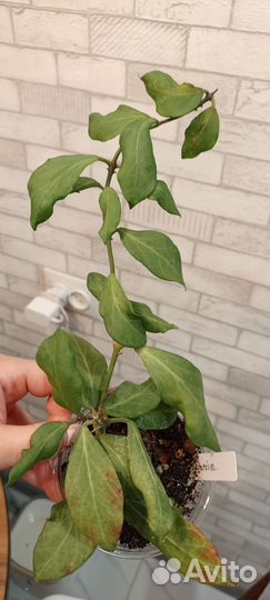 Хойи укоренённые