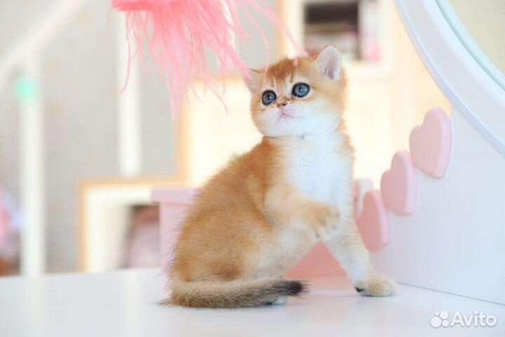 Золотая девочка британочка